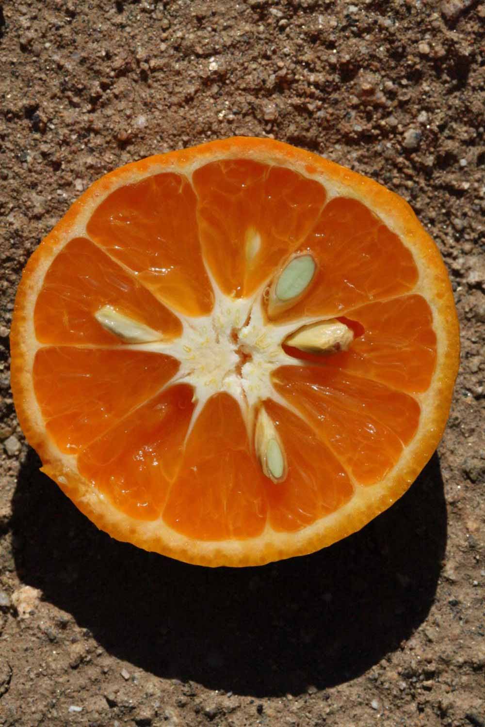             Fruit cross-section (Riverside, CA)       
